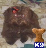 Stud Dogs - Havanese